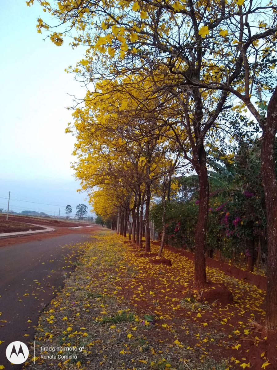 Imagem de ipês no Parque Gramado, em Araraquara